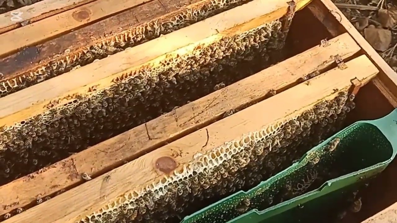 متى يتم تنزيل اطارات ممطوطه فى فصل الشتاء #نحل #عسل #bee #honeybeesting #honeybeesting 