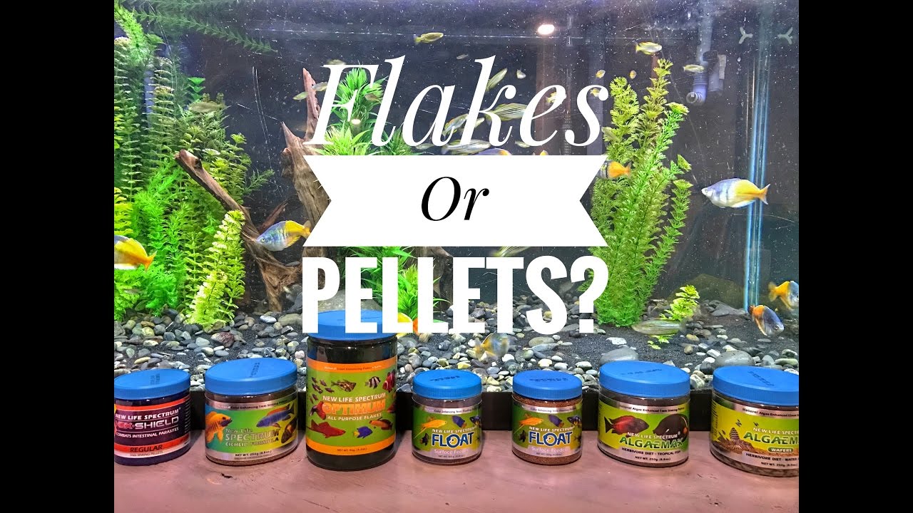 Feeding Fish: Flakes Or Pellets?