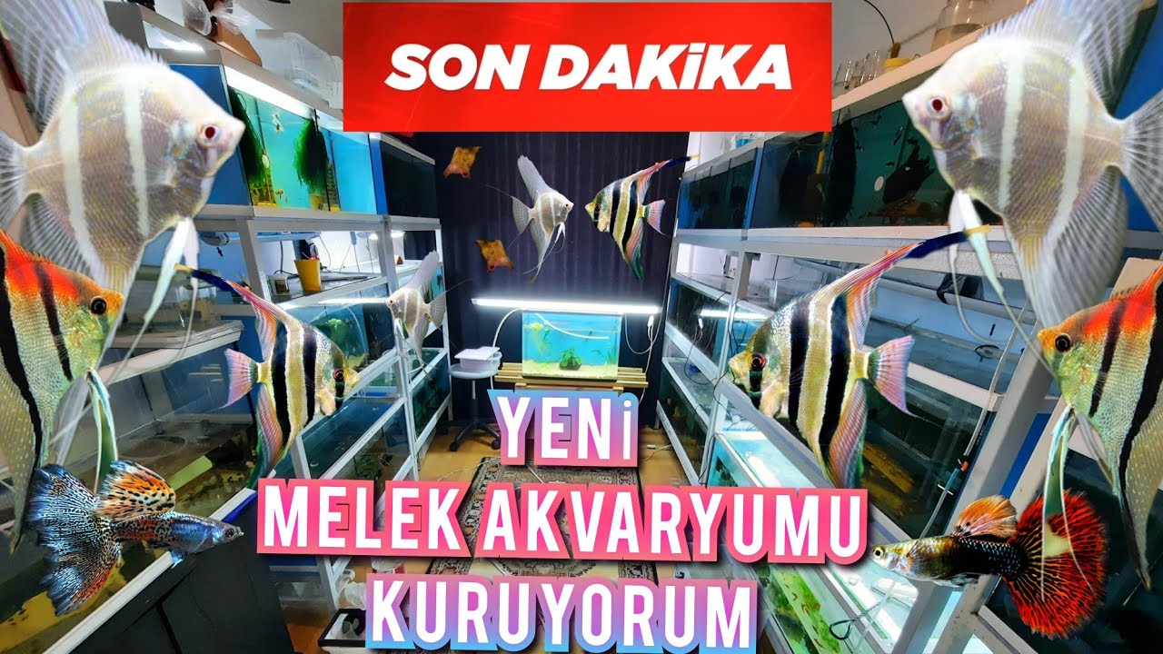 Melek Akvaryumu KURUYORUM !!! Melek ve Lepistesler SON DURUM