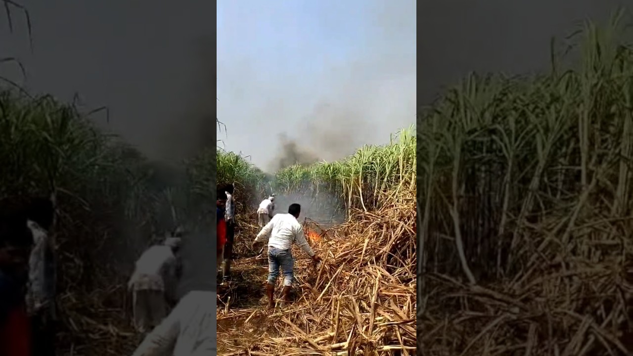 fire in the farm of sugercane 😥 | #maharashtra #marathi