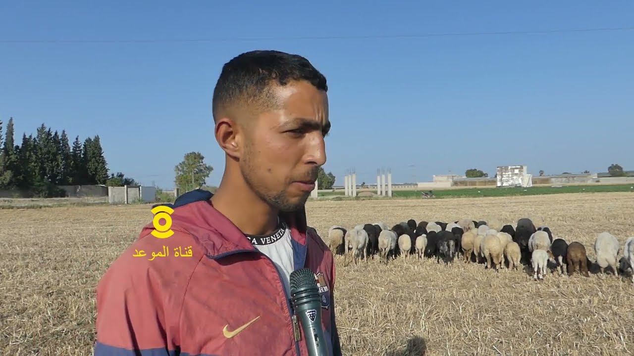 العلوش بلاش فلوس عند الفلاح موش عند القشار ، بلاهي جوبوني كي نشد سارق أشنوة نعملو