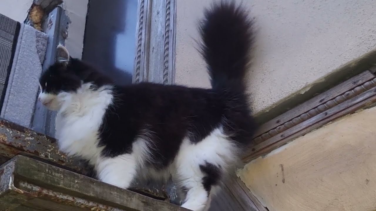 Жизнь свободных кошек за 3 минуты. The life of free cats in 3 minutes