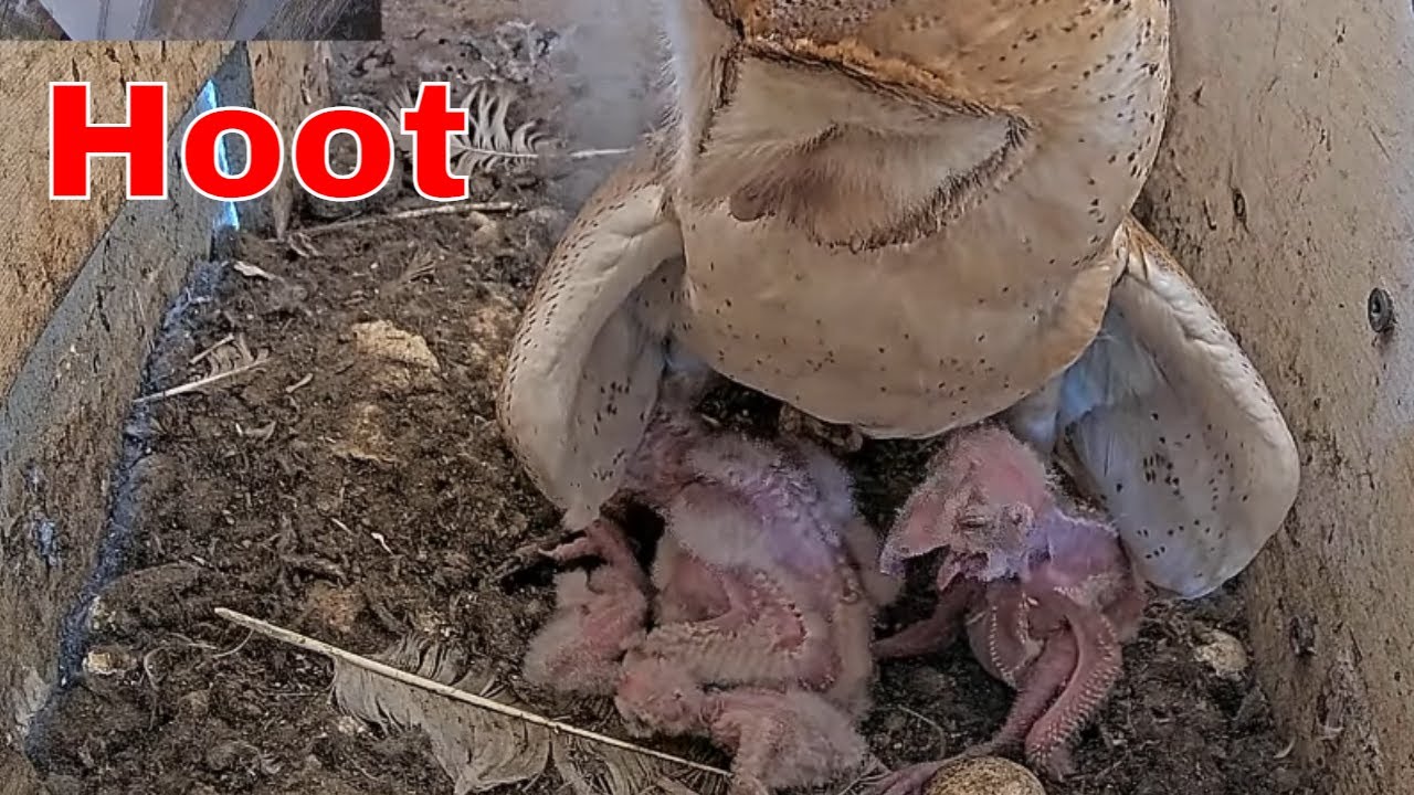 🦉📐 Developmental Contrast | Four Barn Owl Nestlings, Four Very Different Sizes
