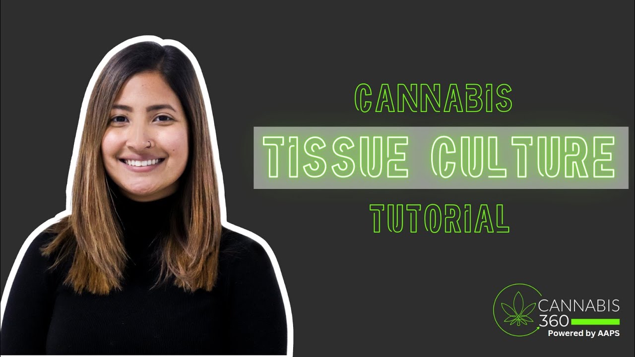 Cannabis Tissue Culture Tutorial