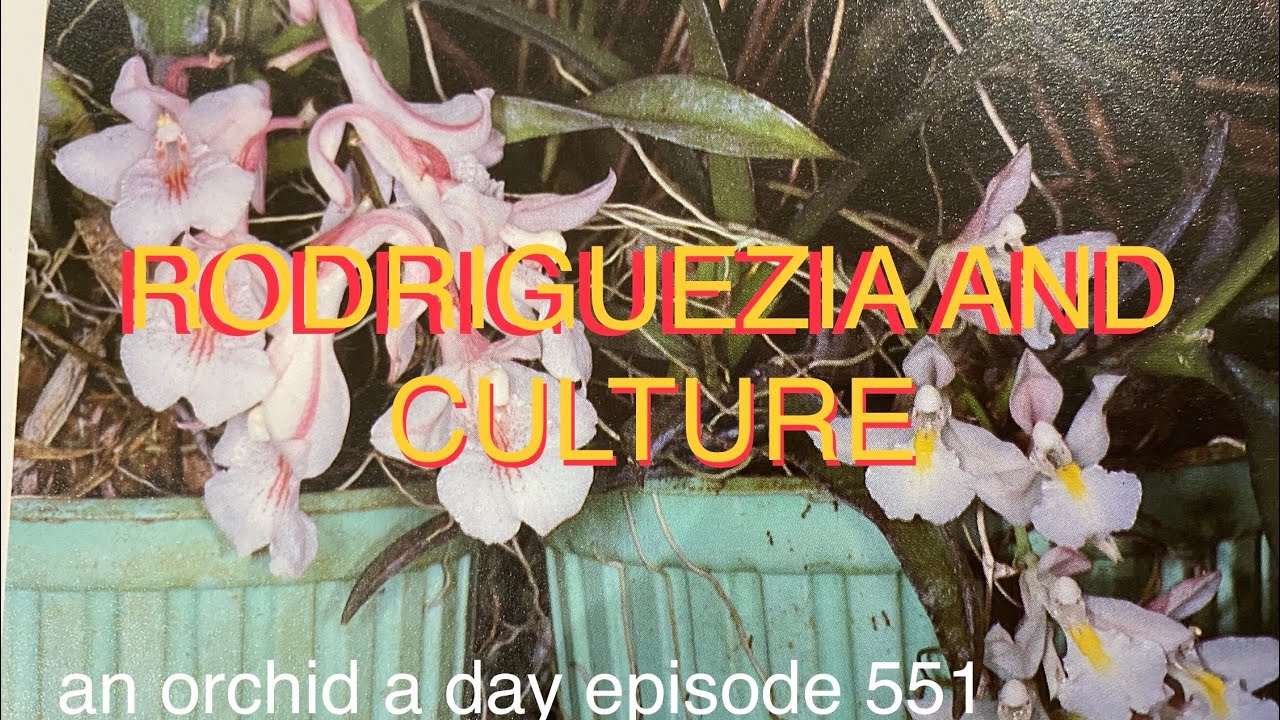 AN ORCHID A DAY EPISODE 551  ORCHID SPOTLIGHT: RODRIGUEZIA BATEMANNII AND CULTURE. #orchidspecies