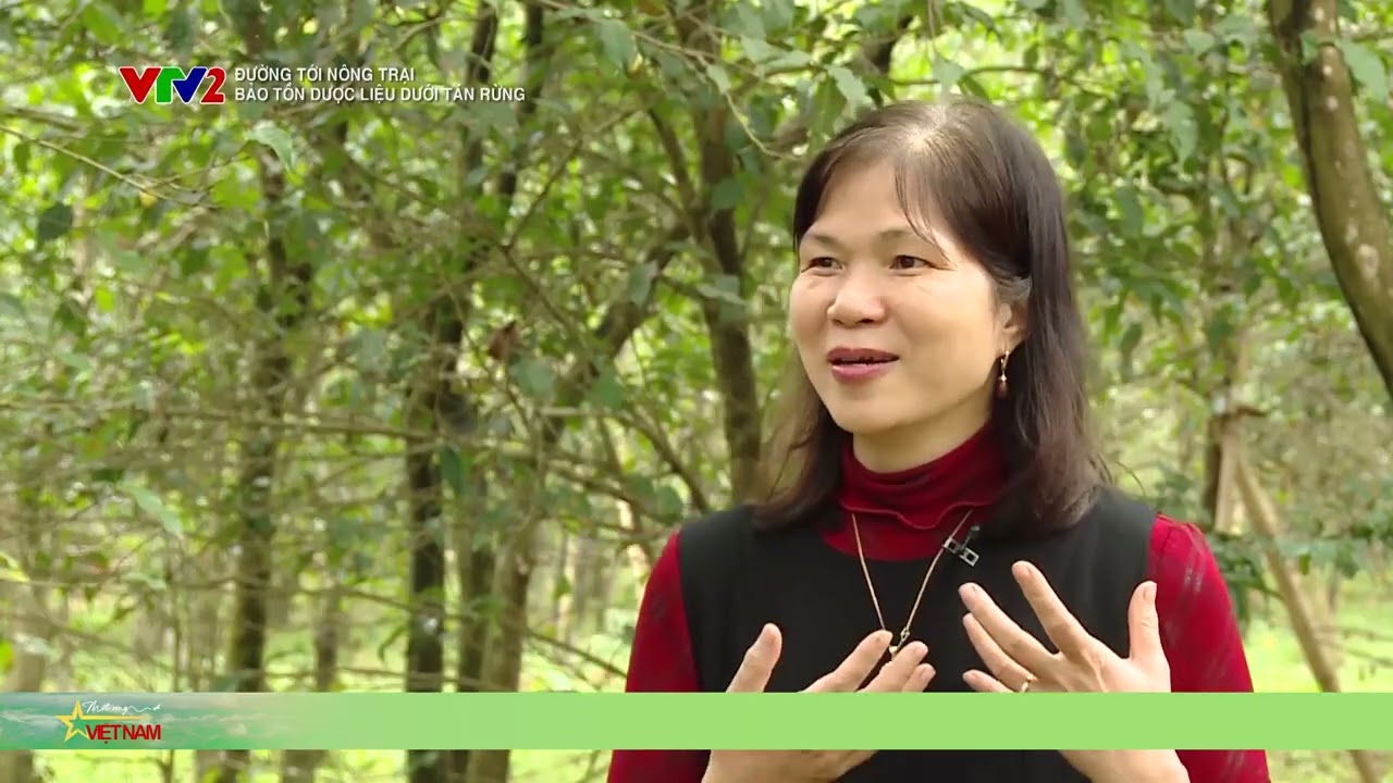 Giữ rừng - Giữ thuốc: Dược liệu sinh trưởng dưới tán rừng | Thời báo VTV