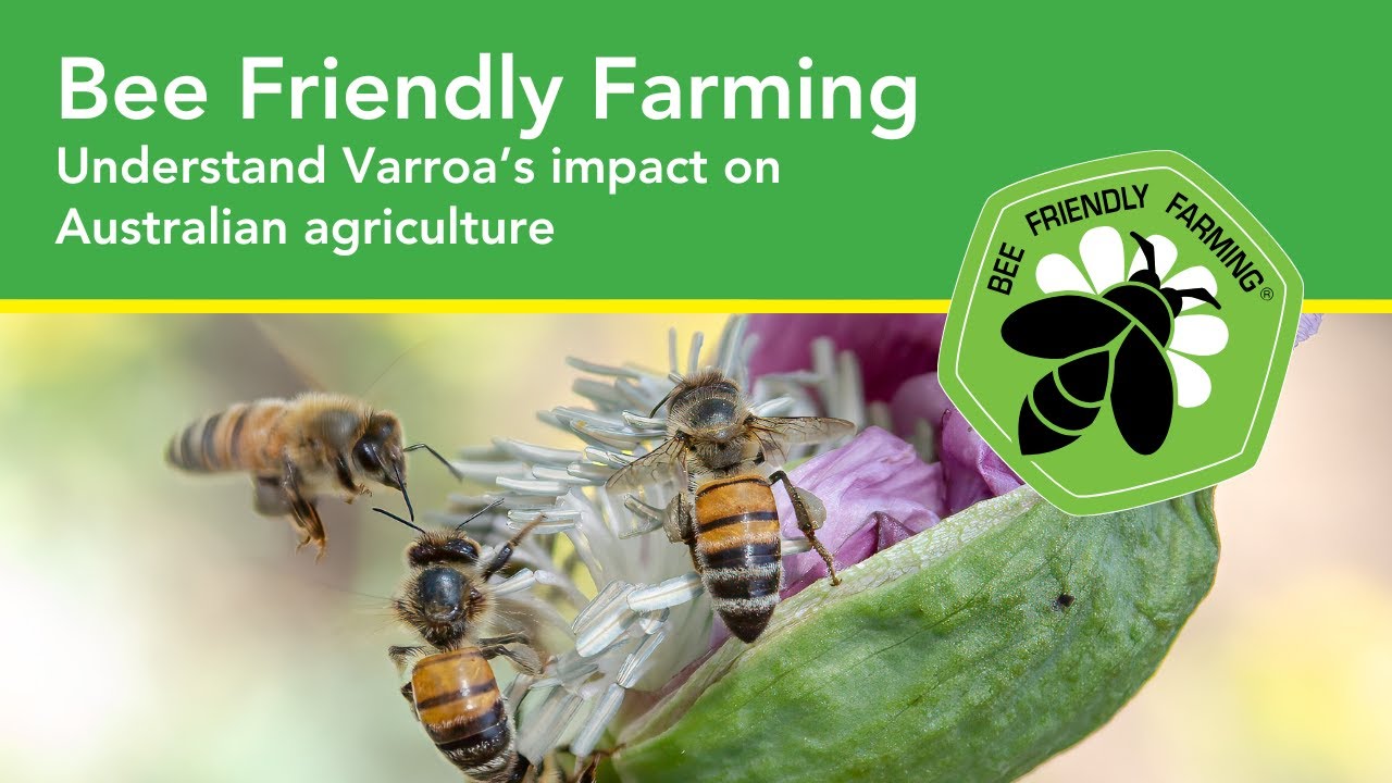 Understanding Varroa's impact on Australian agriculture