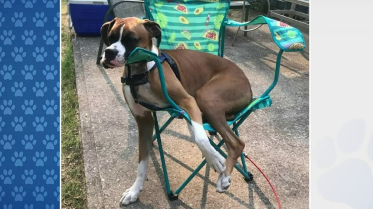 How to celebrate National Dog Day (and see cute pics)
