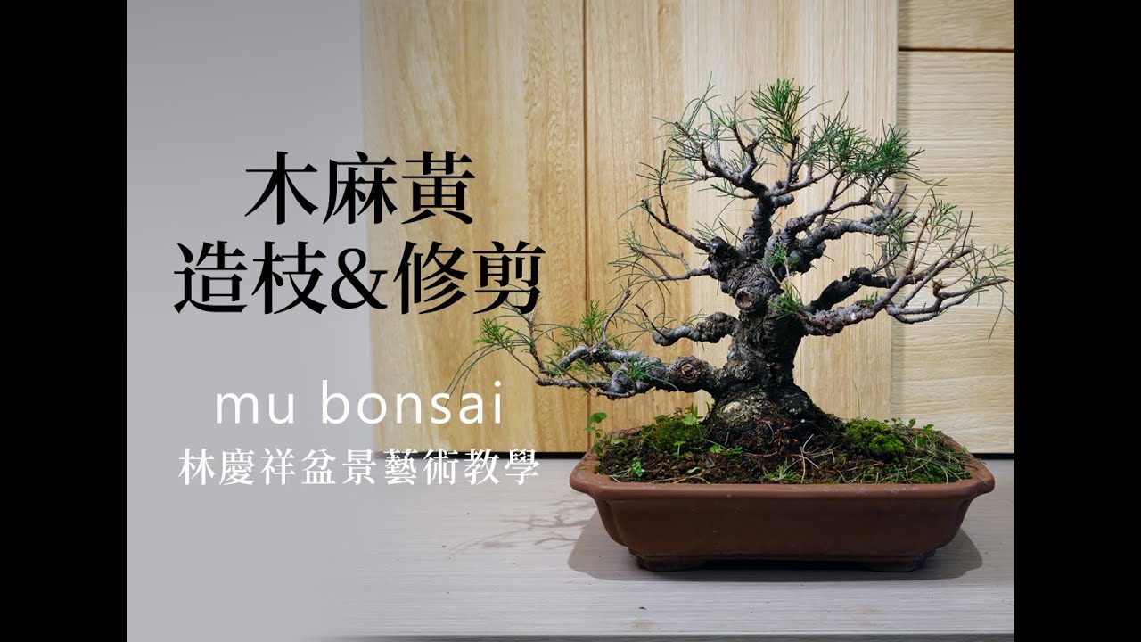 冬春∣木麻黃造枝與修剪 ◤林慶祥盆景藝術教學◢ Bonsai in Taiwan