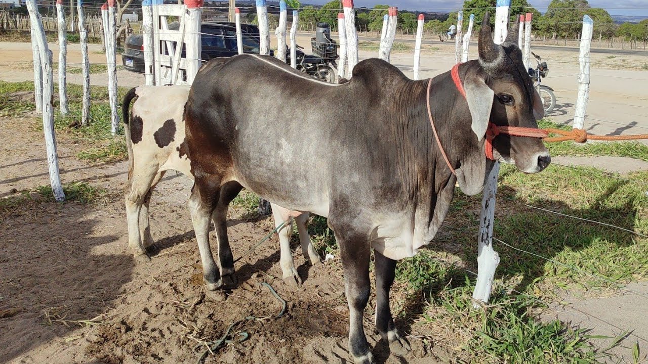 Feira de gado de Jurema-PE 24/01/26 guzerá puro