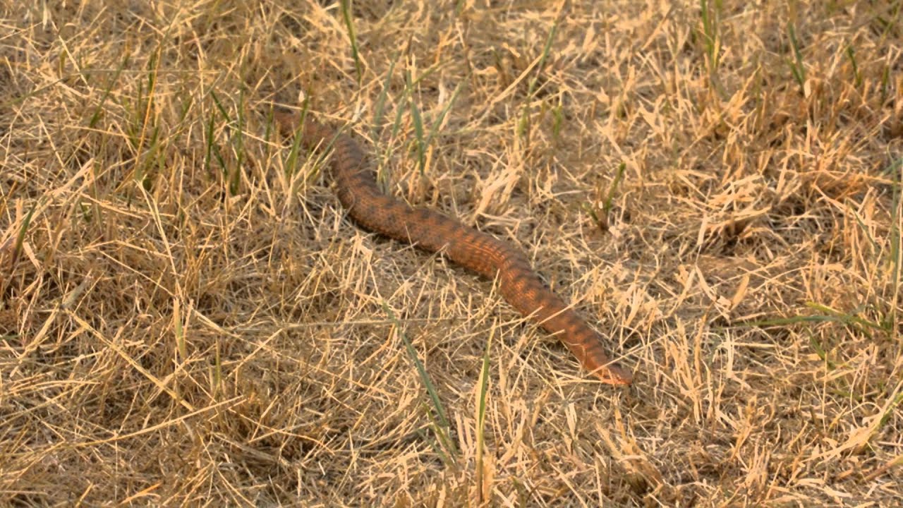 Capture de Vipères aspic