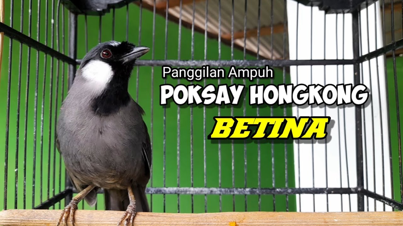 Panggilan Poksay Betina //  Jantan Auto Panik Gacor #poksayhongkong #poksayhongkongbetina