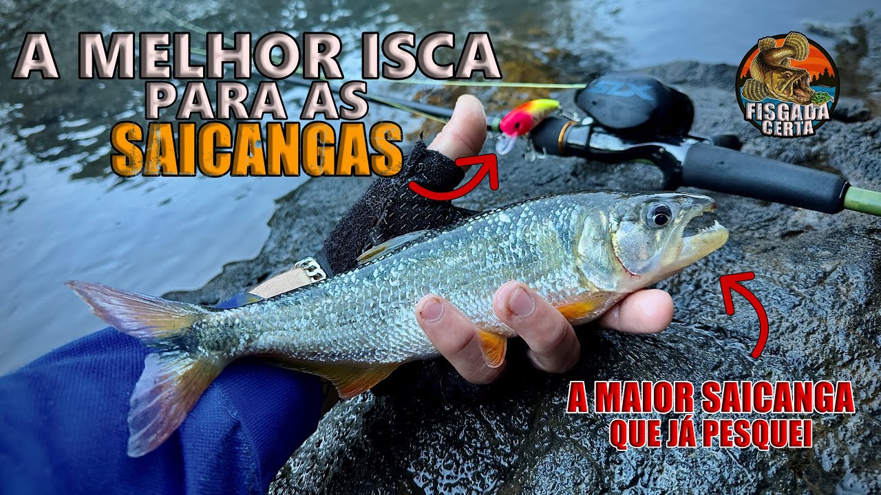 COM A ISCA CERTA O RESULTADO É O SUCESSO | PESCARIA DE SAICANGA
