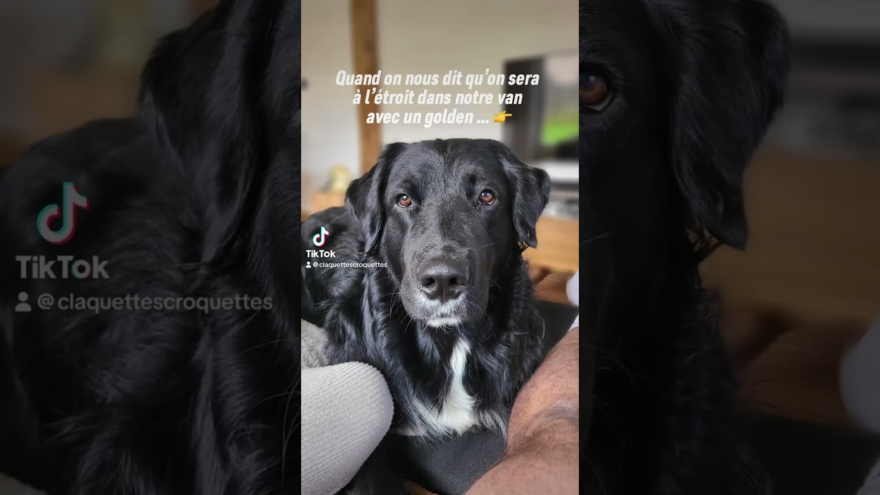 La vie en van avec un golden 🤣