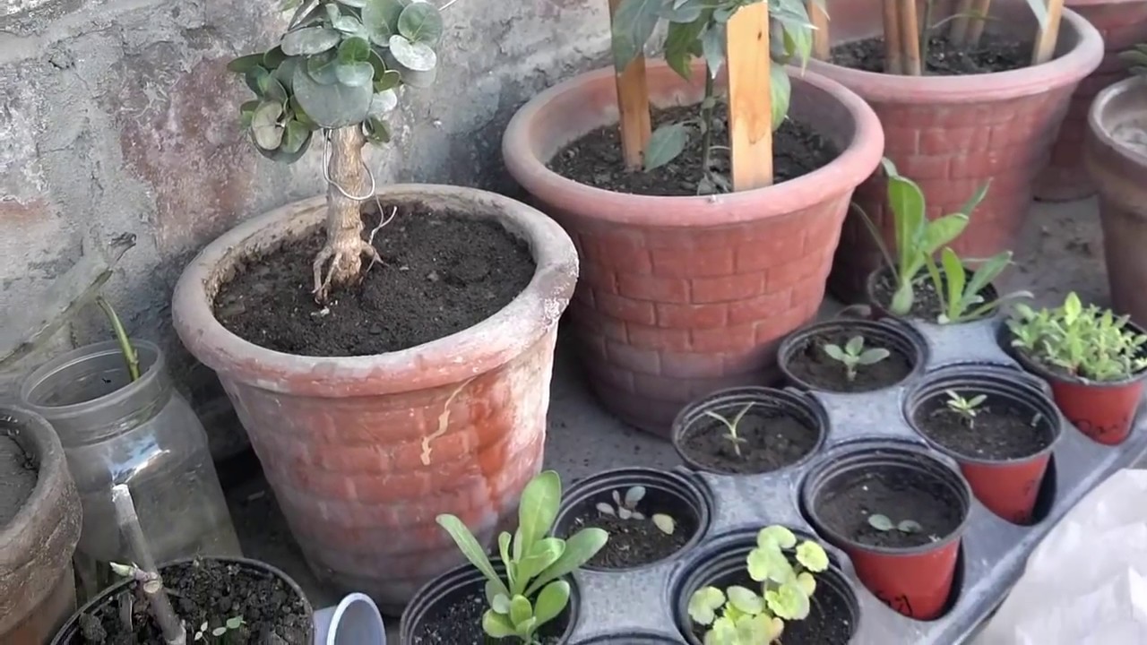 How To Air Layering The Plant (Urdu/Hindi)
