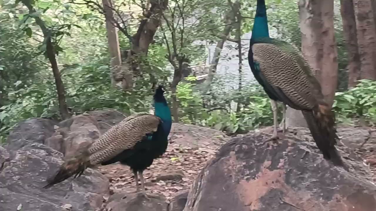 You must have never seen such a peacock scene,.🦚🦚#viral #youtube #nature #trending #popular #vlog 
