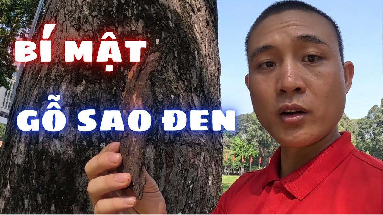 Đây là những gì Sơn Biết về Gỗ Nguyên Khối Sao Đen  | Sơn Sập Gỗ