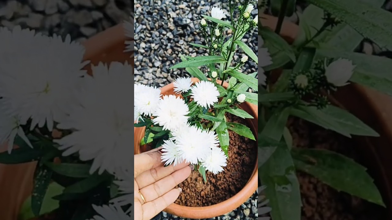 മനം കവരും ഡെയ്സി..😍🌸White Daisy