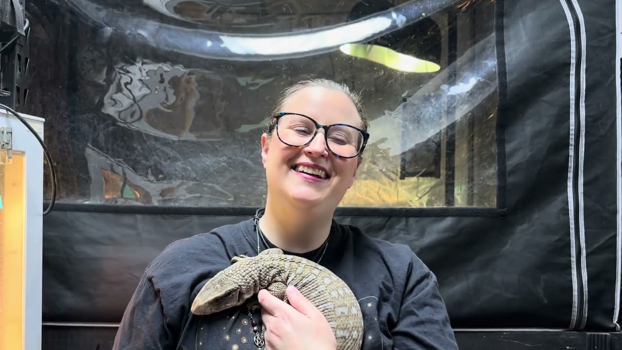 Meet me and the animals! #savannahmonitor #monitorlizard #biglizard #training #socialization #cute