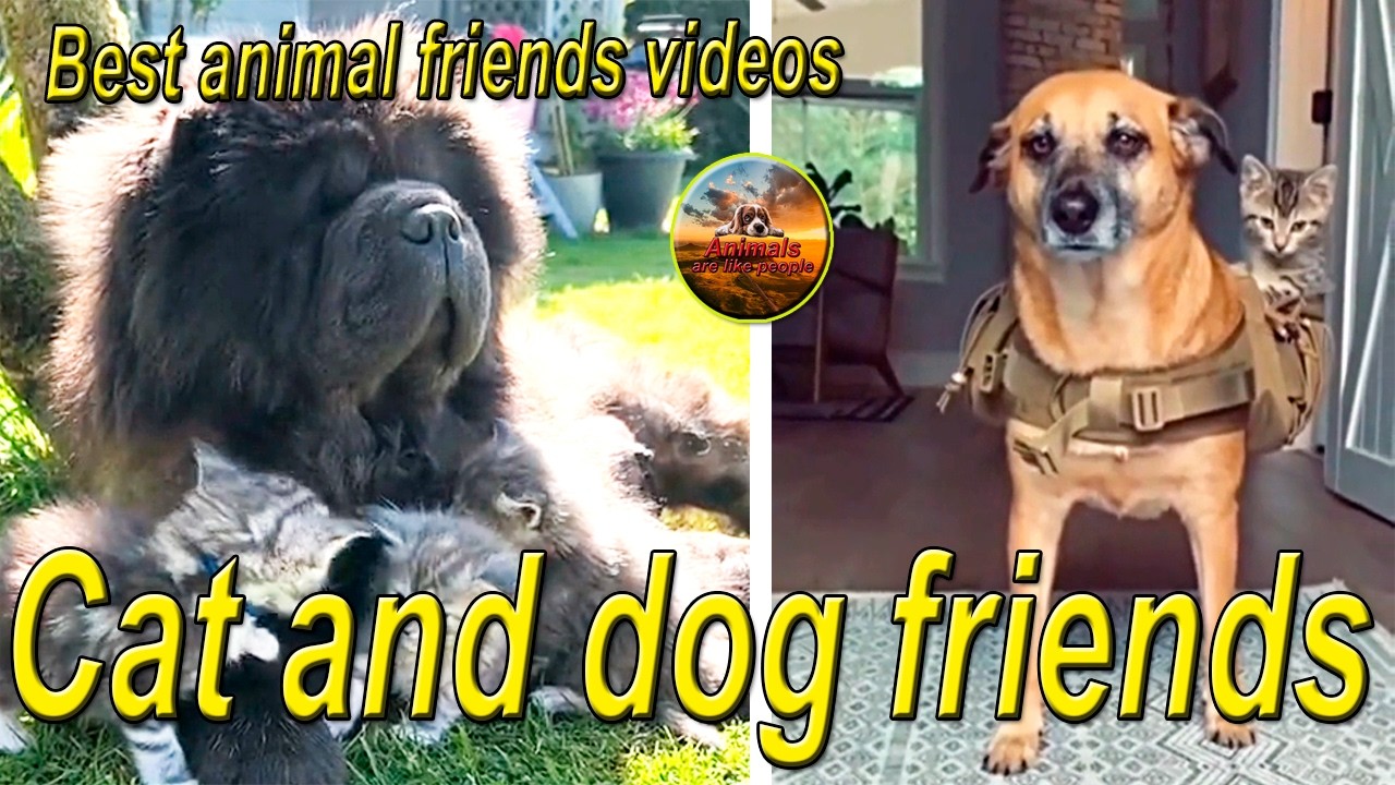 Cat and dog friends