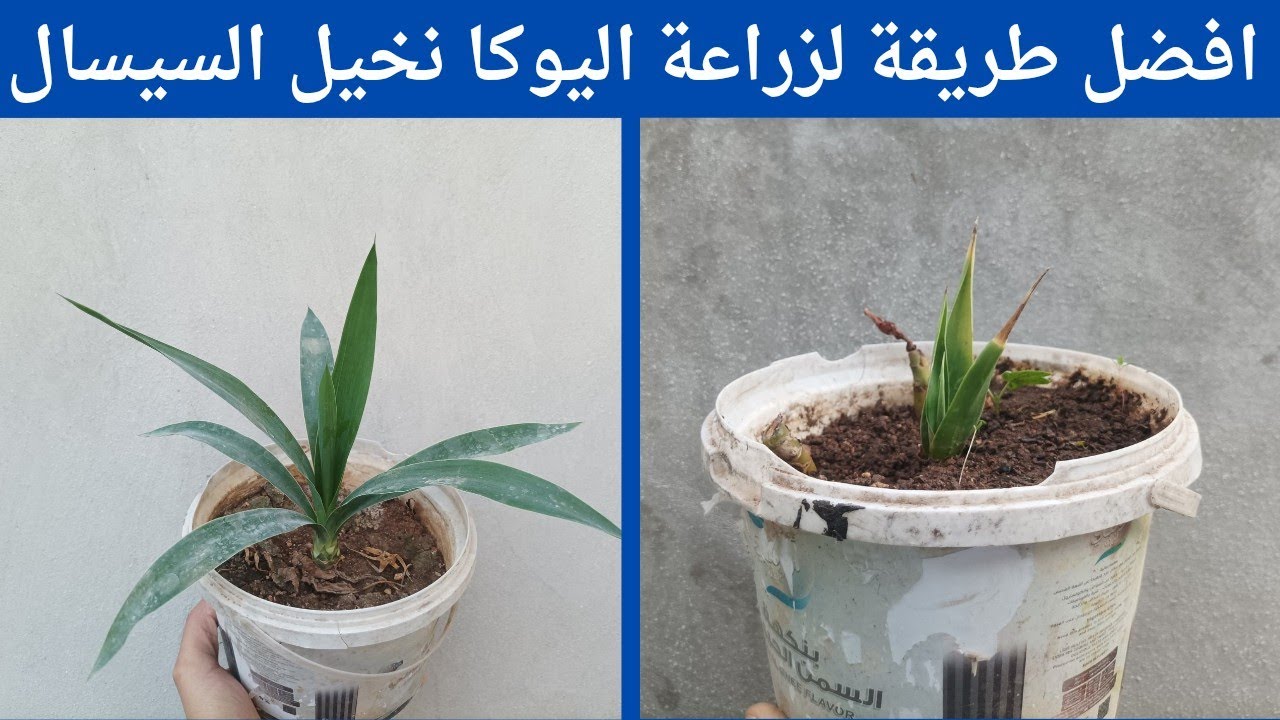 أفضل طريقة لزراعة نبات اليوكا الايطالية(نخيل السيسال)
