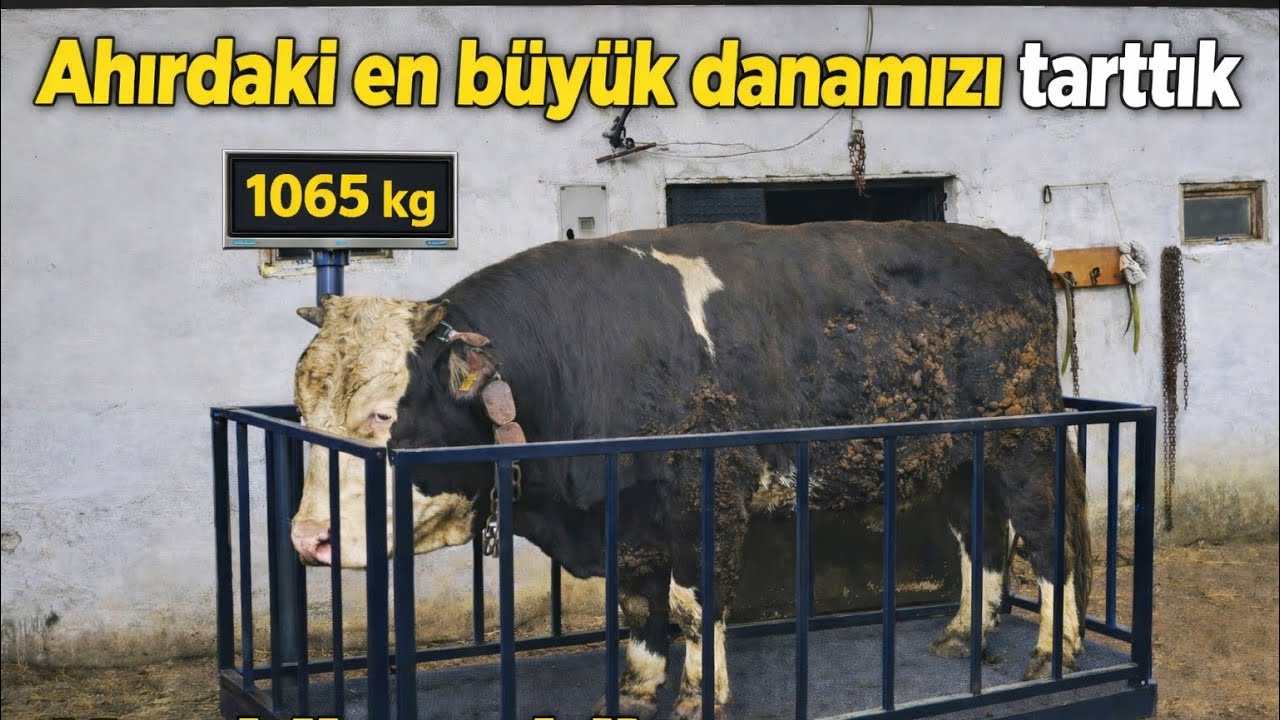 Kurbanlıklar Ortalığı Ayağa Kaldırdı / Yeni Kantar Alıyoruz