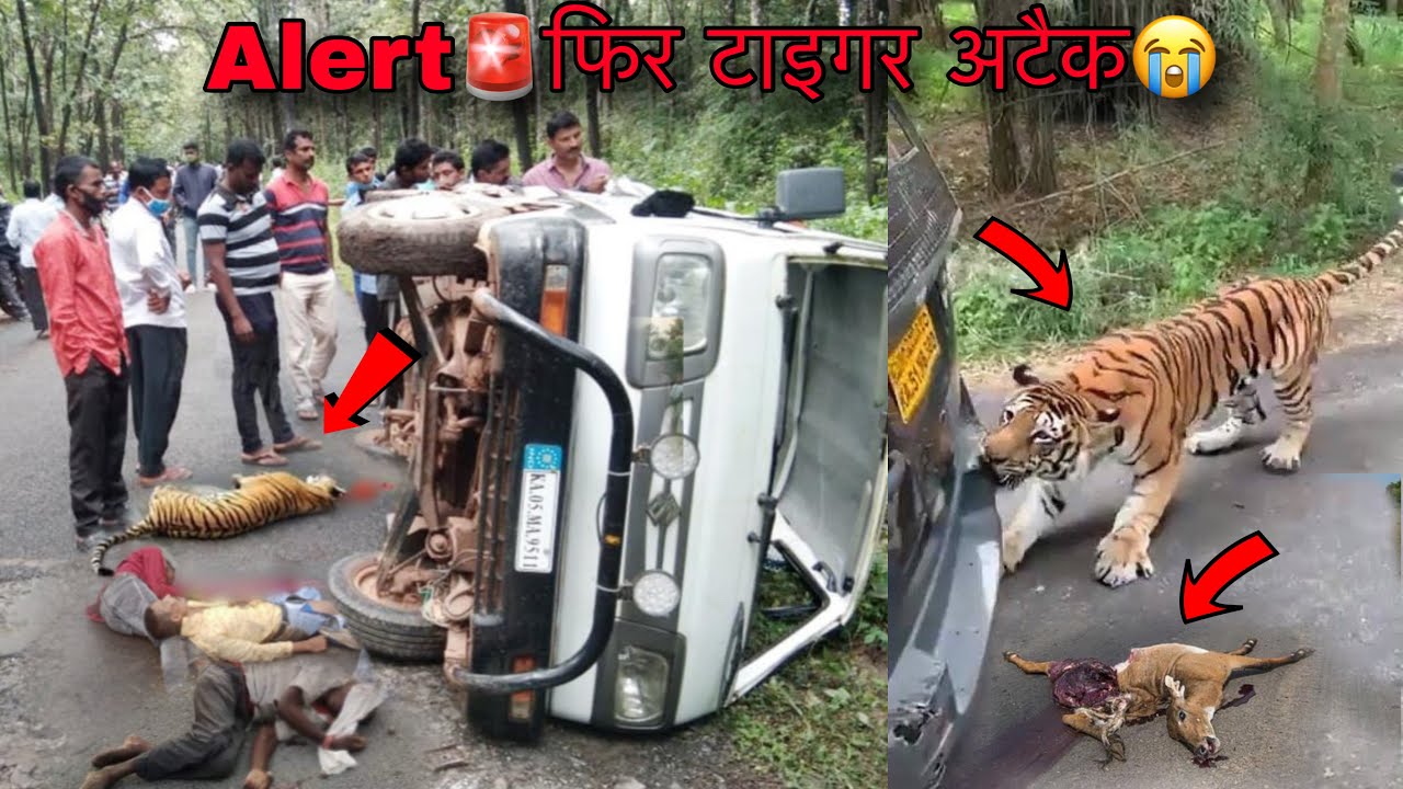 Alert🚨 बाघ ने फिर हमला किया😭Tiger Attack Tadoba National Prk | Tiger Reserve | Jungle Safari vlog