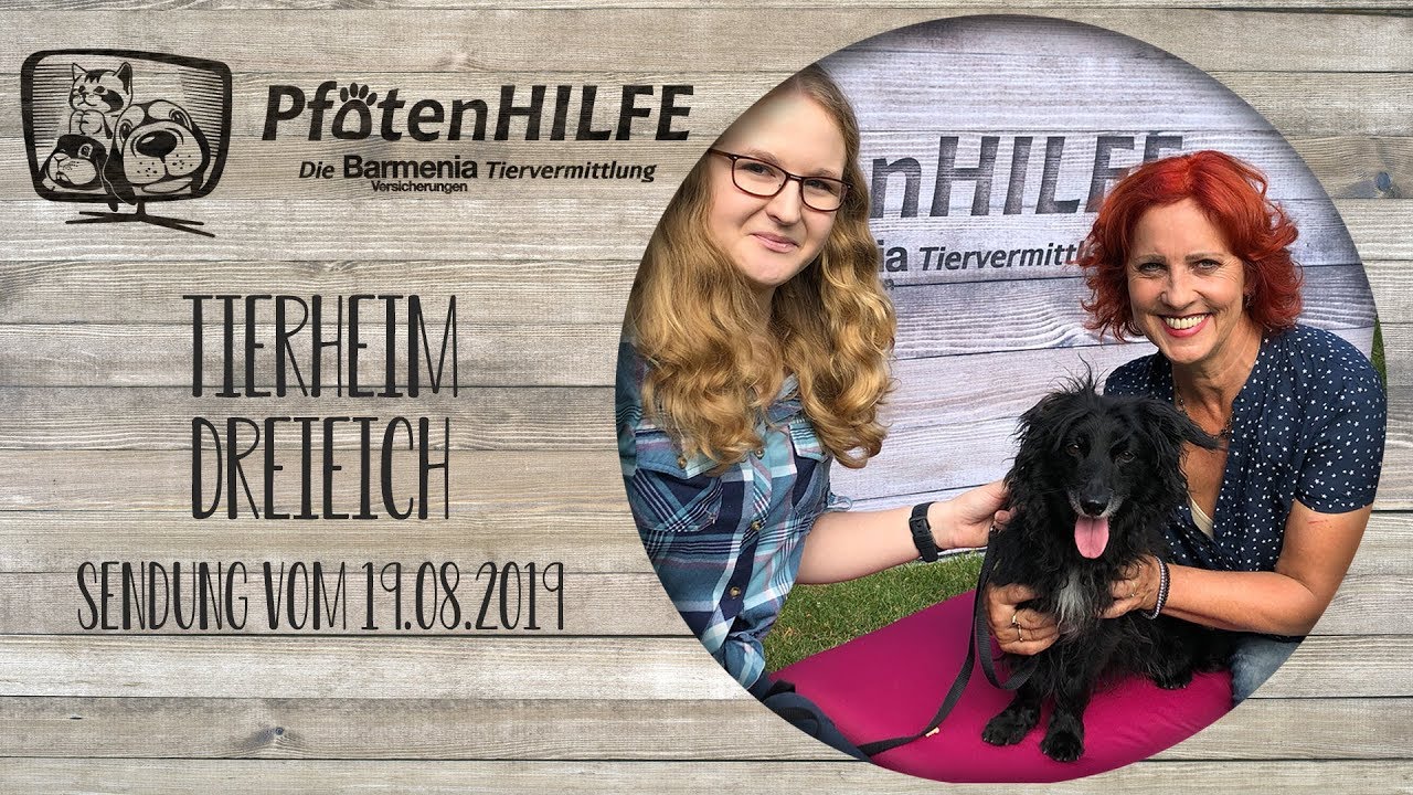 🥳 Pfotenhilfe - Die Barmenia Tiervermittlung aus dem Dreieich 🥳