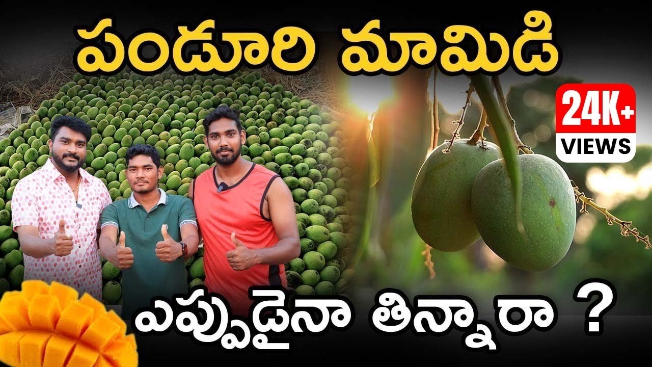 How To Start Mango Farming Business | Panduri Mango Business | Konda Dora Raju | Rajeev Pasupuleti