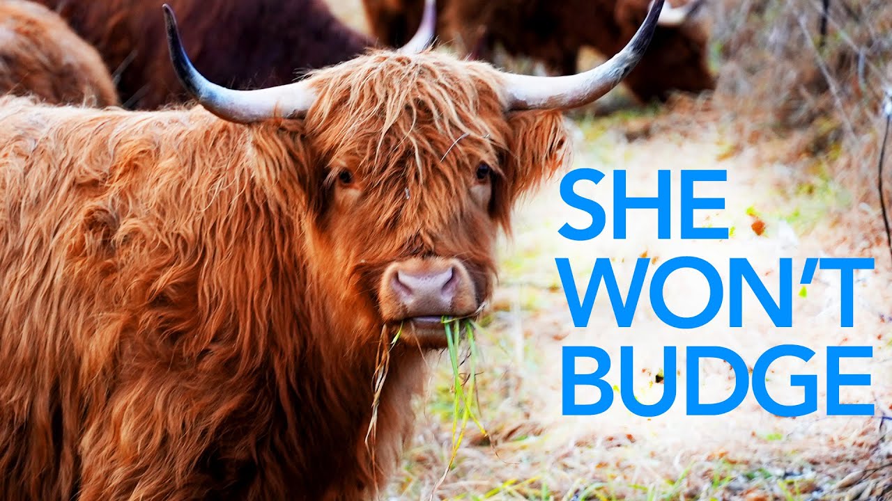 A Day of Moving Animals