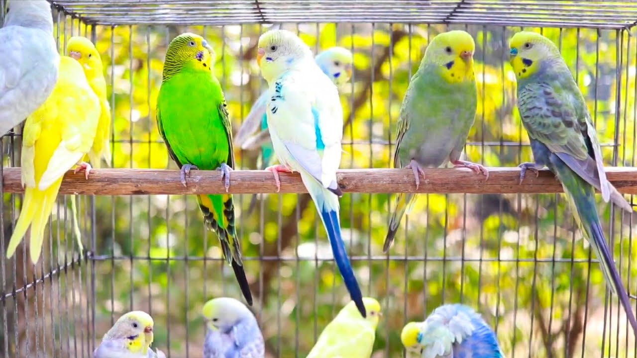 Parakeets CHIRPING to help LONELY Budgie//Parakeets OVER 12 Hours