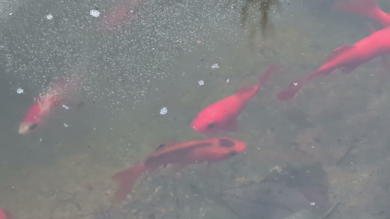 Relaxing Frozen Pond | Red Fish under Ice - Slow TV 4K