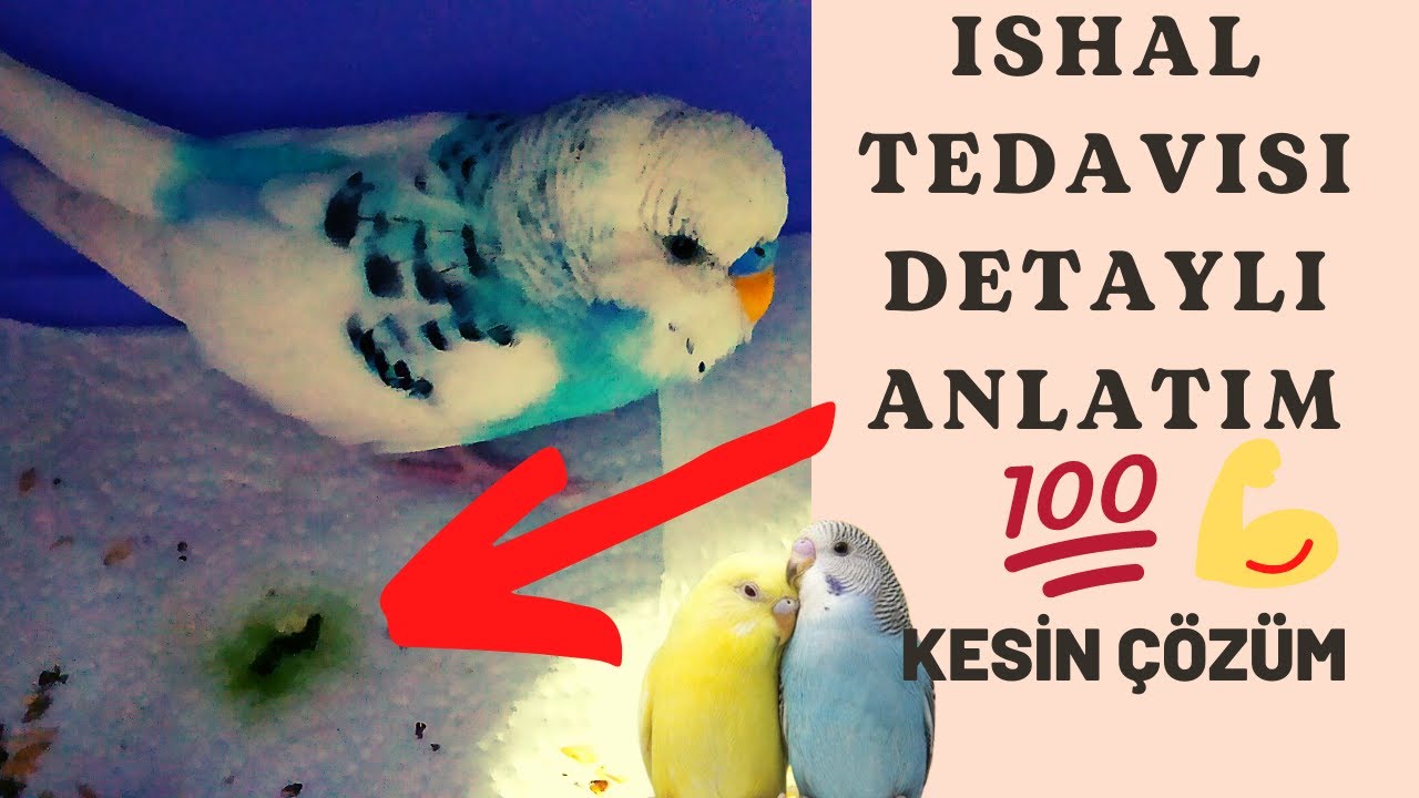 MUHABBET KUŞU İSHAL TEDAVİSİ DETAYLI ANLATIM KESİN ÇÖZÜM!!!