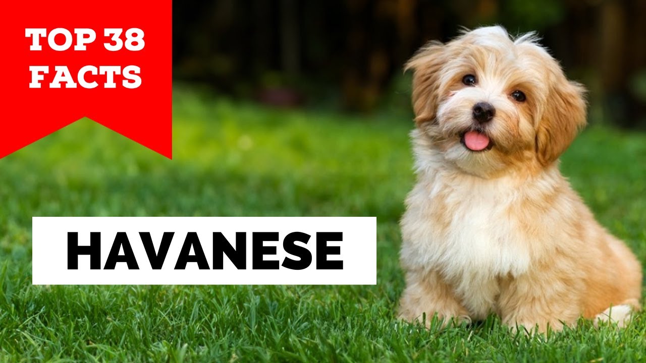 99% of Havanese Owners Don't Know This