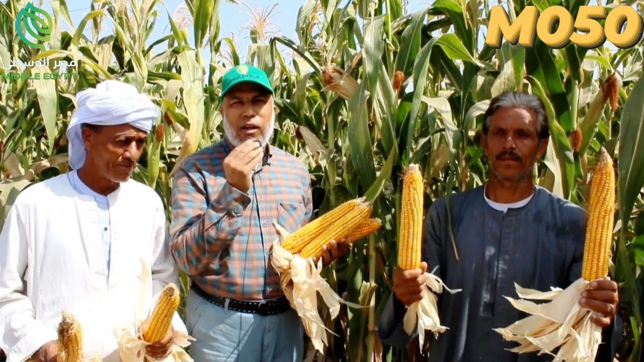 إبداع M050 بمحافظة أسيوط -منفلوط-بني شعران #M050🚀🌽🥇🇪🇬#فائق_المحصول#مستقبل_زراعة_الذرة_الصفراء_في_مصر
