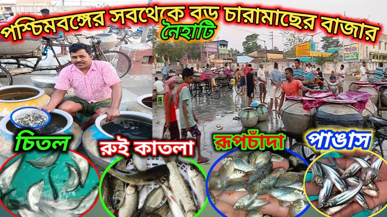 Naihati fish seed Market price||Naihati fish seed Market||Fish market#video#youtube @Raju Vai