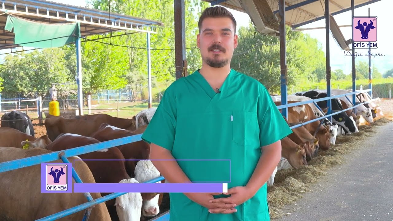 Buzağılarda Görülen E.coli hakkında kısa bilgiler
