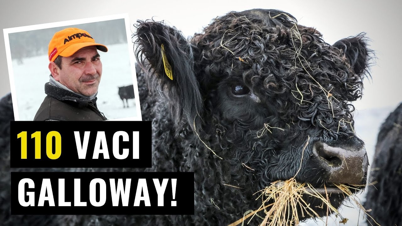 Galloway cattle grazing in the winter - 110 in the heart of Transylvania!