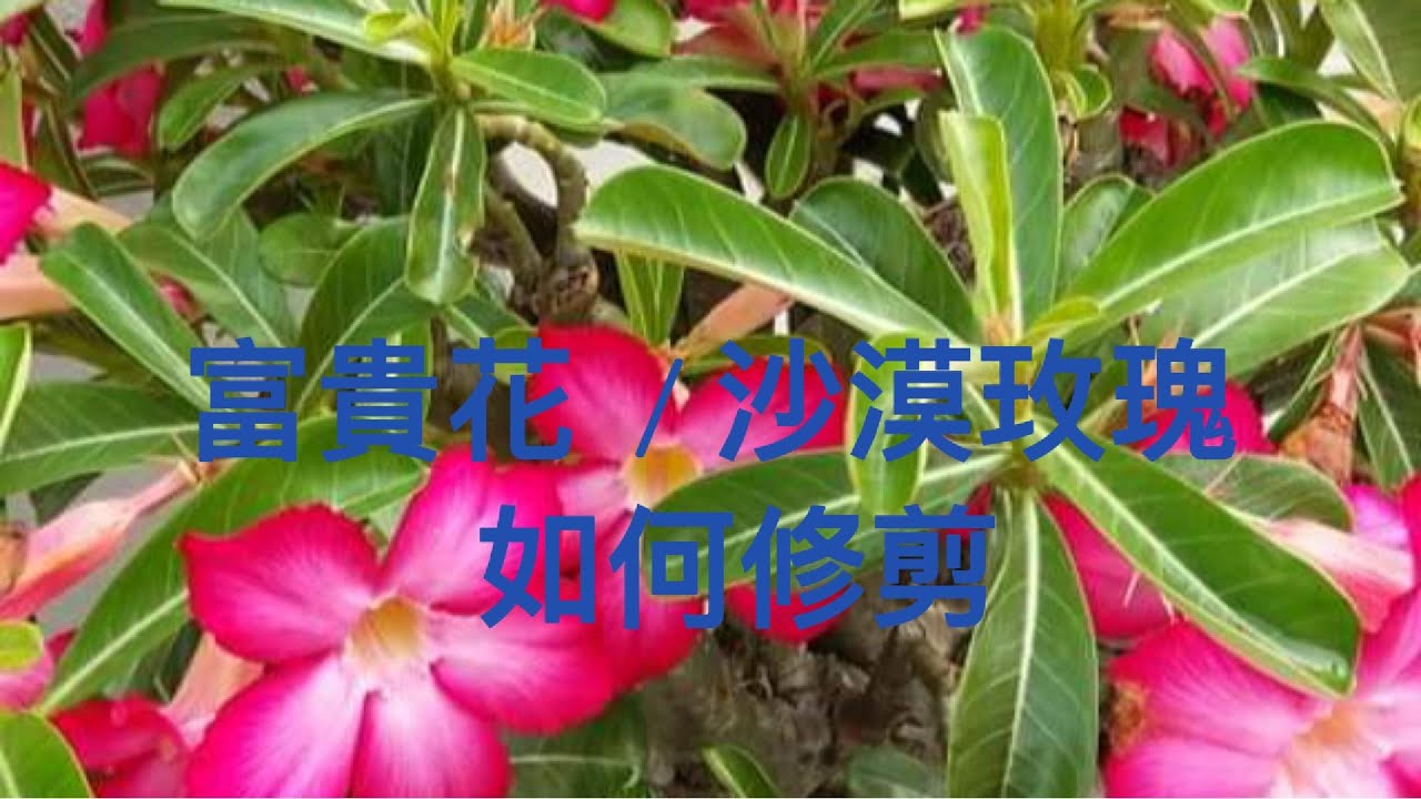 如何修剪富貴花 / 沙漠玫瑰