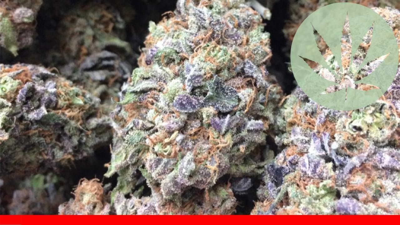 Blueberry Haze - All About This Strain