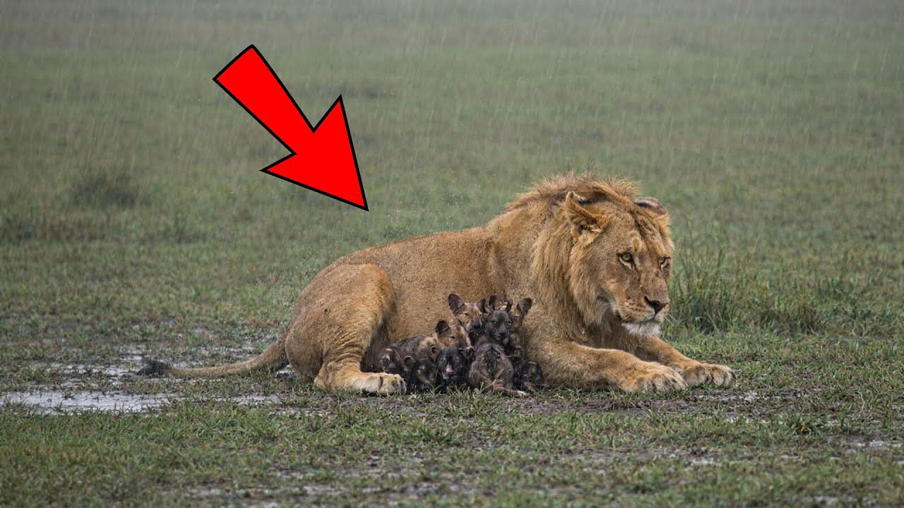 l Re Leone combatte i suoi istinti per dei cuccioli – la sua guerra interiore ti spezza