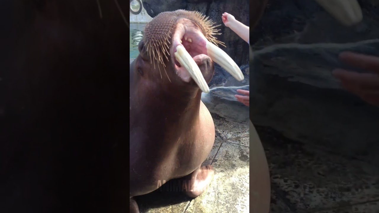 Morsa #animais #biologia #curiosidadesanimais