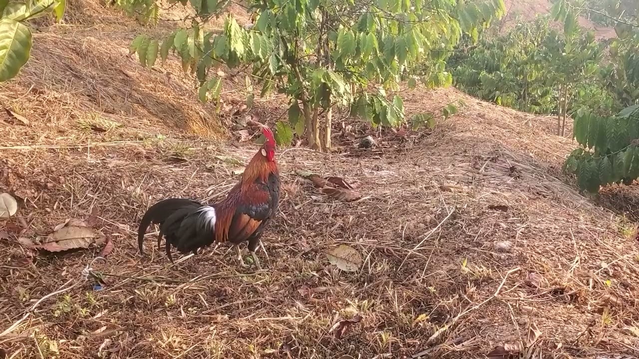 This is the perfect bait trap for wild chickens; just drop it and you'll catch them!  02/22/2026