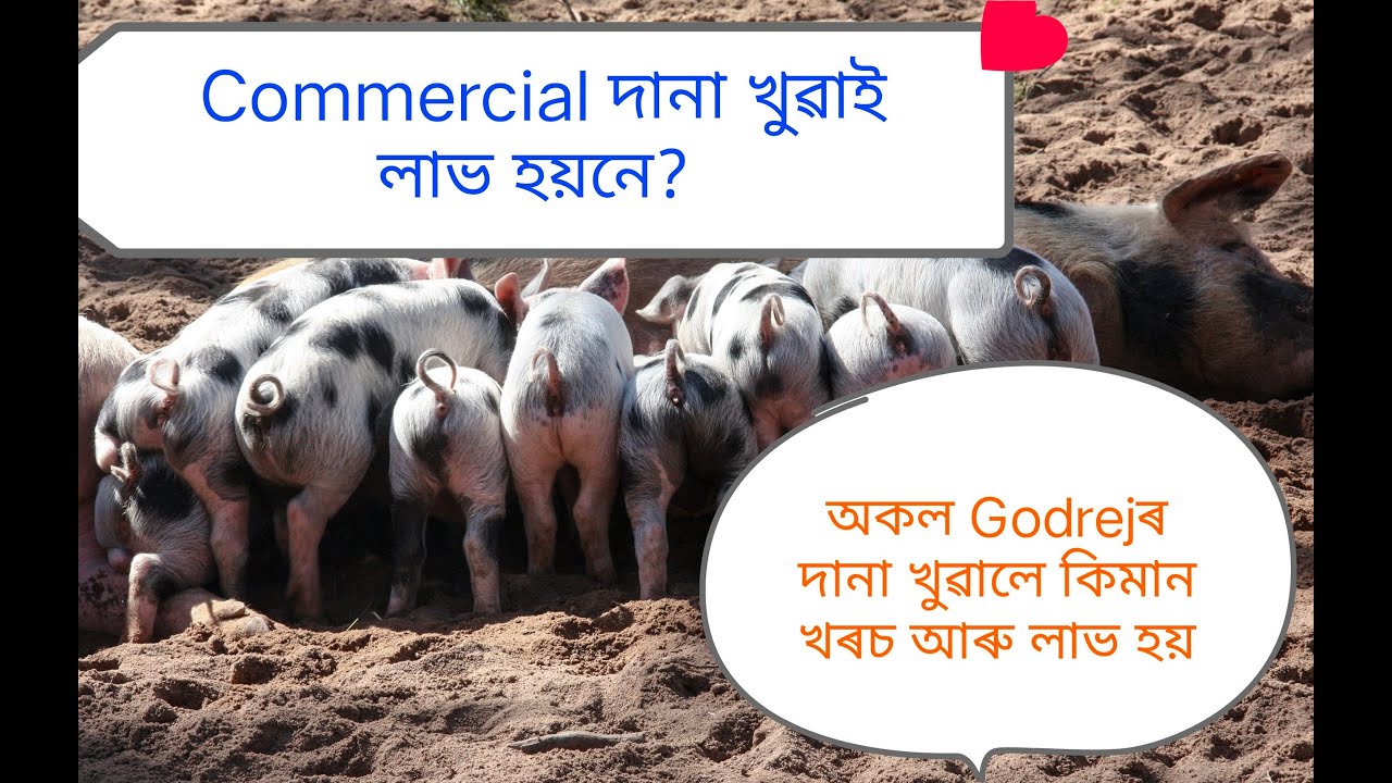 গাহৰিক অকল De Heus/Godrej দানা খুৱাই লাভ কৰাটো কিমান সম্ভৱ৷ #Godrejpigfeed #arnavpiggery