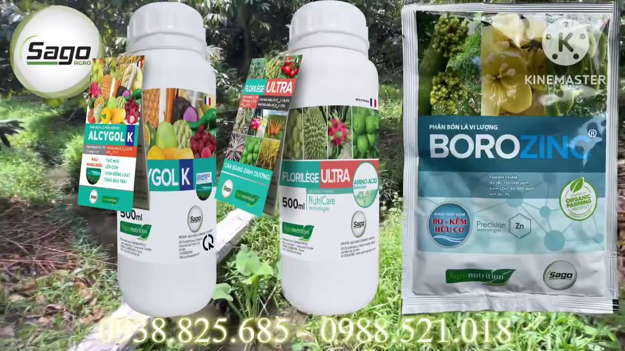 QUY TR&Igrave;NH TẠO MẦM SẦU RI&Ecirc;NG NGHỊCH VỤ CHUẨN - C&Ocirc;NG TY TNHH SAGO AGRO