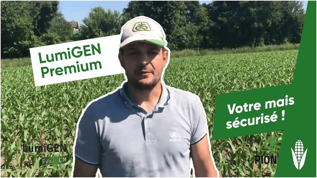 LumiGEN Premium : votre maïs sécurisé