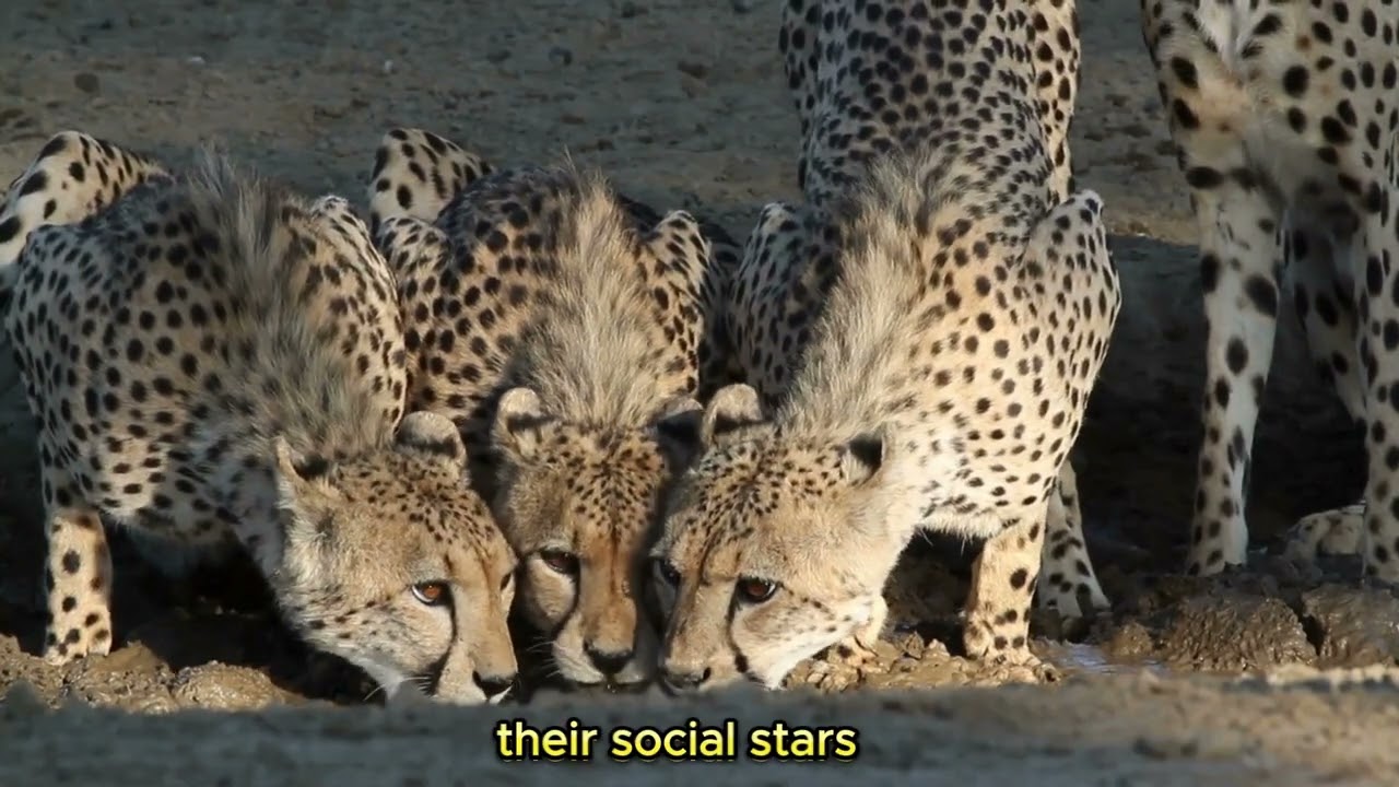 Jaguar vs Cheetah | Speed, Strength, and Hunting Tactics Compared