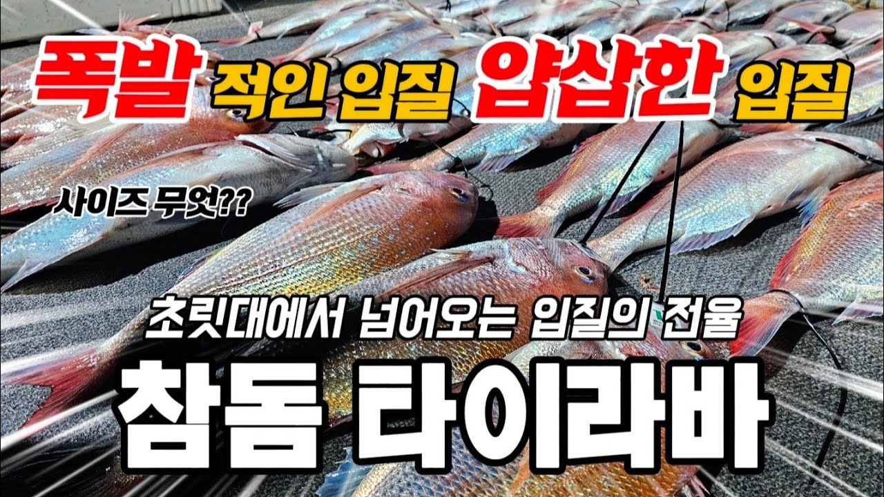 참돔 타이라바! 남들 나오지 않을 때 나는 나온다~ 그 이유가?