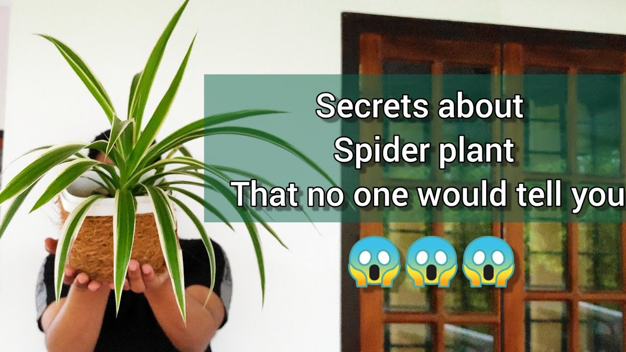 All you need to know about SPIDER PLANT |Care|Propagation|Tips|