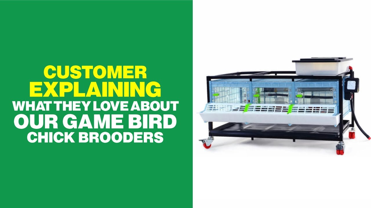 Customer Explaining What They Love About Our Game Bird Chick Brooders | Hatching Time